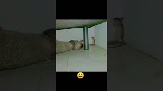 😁😆🫣🤔🧐💪🏻😸🙂 #shortsfeed #animalshorts #karatekitten #ninjacat #explore #catshorts #kitten #shorts #yt