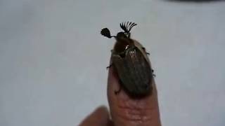 2017-5-19 May Beetle mvi7246-50
