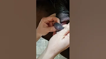 Horse Bean Removal Www Stablesolutions Ai 