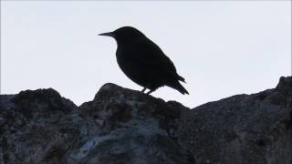 Estorninos en el castillo de Torrejón de Velasco (Madrid) 11-3-2017
