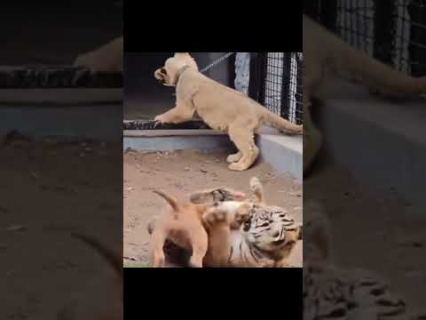 Walaka Hello Cat Funny Catlover Pets Cute