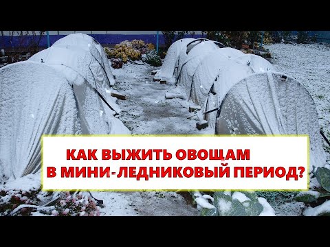 Видео: Мини үйлдвэрийг хэрхэн яаж хийх вэ