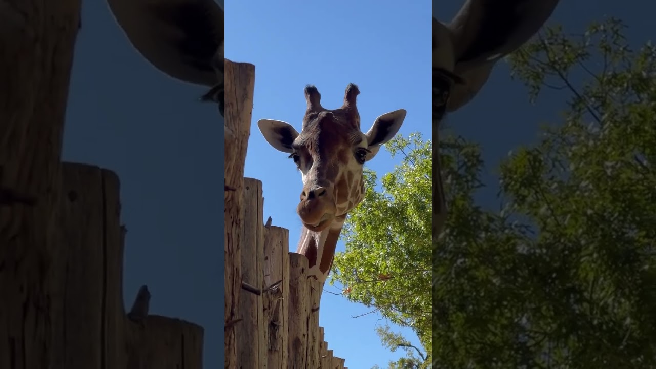 #Giraffe