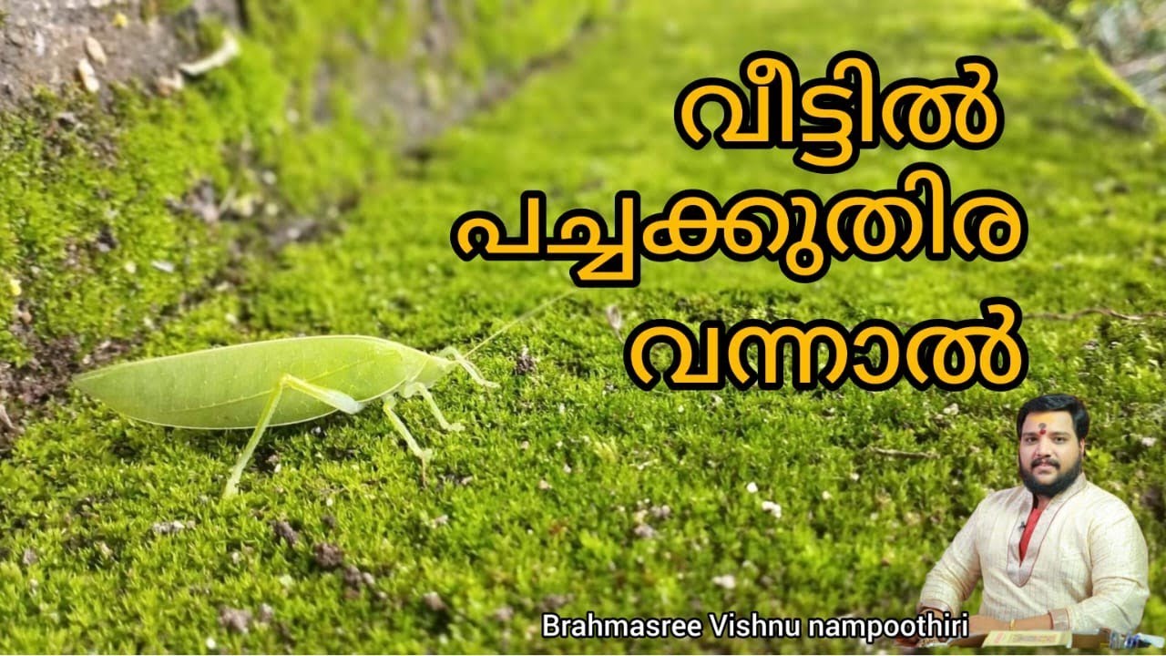 വീട്ടിൽ പച്ചക്കുതിര വന്നാൽ | Brahmasree vishnu nampoothiri | 9567955292 |  famous astrologer | astro