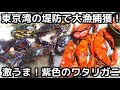 カニ釣り 東京湾の堤防でワタリガニ獲り イシガニ、タイワンガザミを狙う!クロダイ、シーバスも獲れました。