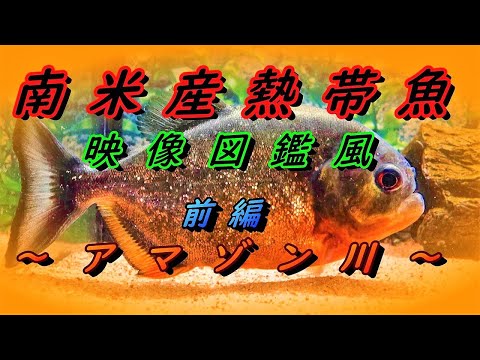 南米産熱帯魚 映像図鑑風 アマゾン川の小型 中型のお魚 前編 Youtube