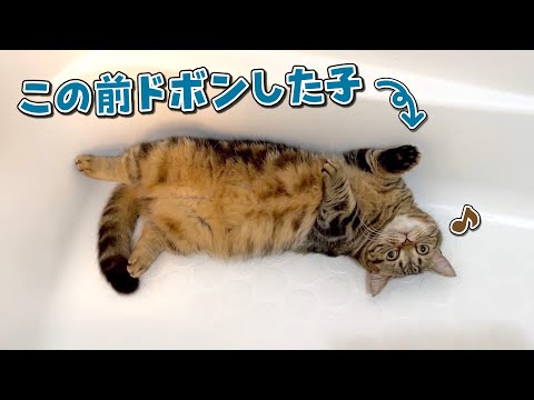 お風呂にドボンしたことを忘れてのびのびと遊ぶ猫が可愛い！
