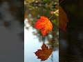 One leaf, one moment… endless ripples.#SatisfyingMoment #WaterRipples #SlowMotion #NatureDetails