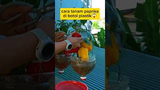 How to plant peppers in plastic bottles #shorts #creative
