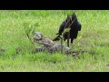 Crow vs Snake