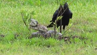 Crow vs Snake