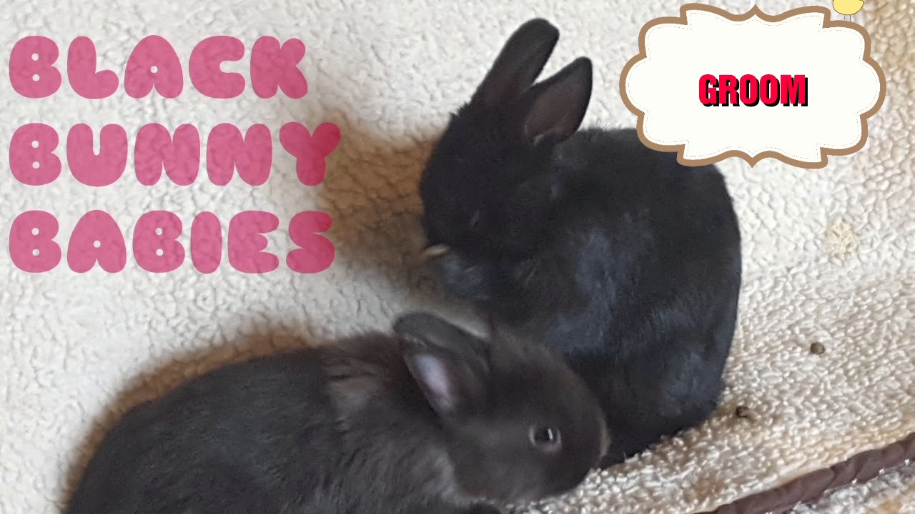 upload image BUNNY BABY GROOMS OTHER BROTHER