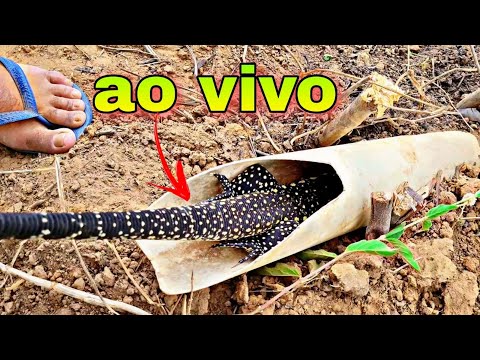 Vídeo: Como pegar lagartos (com fotos)