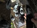 Harley the Harlequin Kits at 3 weeks 2