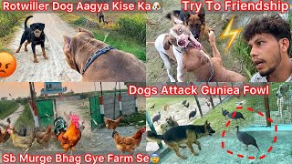 Rock K Samne Rotwiller Dog Aagya Kise Ka🐶Farm Ki Sare Murge Bhag Gye Farm Se Bhar😰Rock Vs Bella😡
