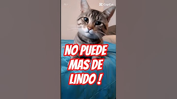 Gatito funko pop #cat #gatos #kitten #funkopop#juguetesgato #cachorrosdivertidos #cute