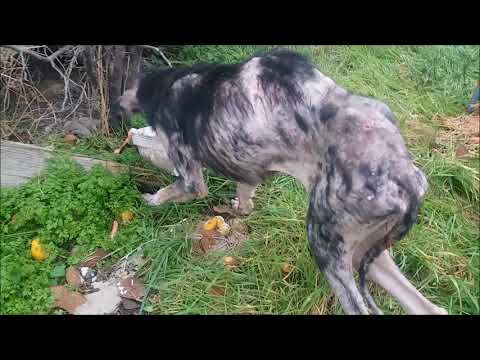 Видео: Уход за голодной истощенной собакой