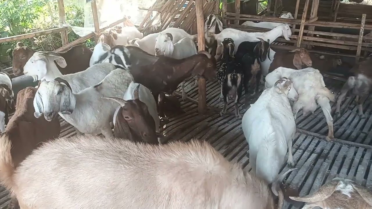 Sử lý chuồng dê bằng vôi khô - Ù sáng nuôi dê