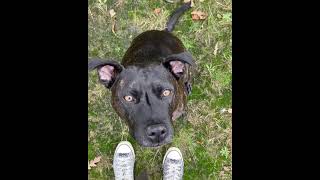 Staffordshire Bull Terrier Amstaff Mix Takes Treat So Gently Softer Than You Think