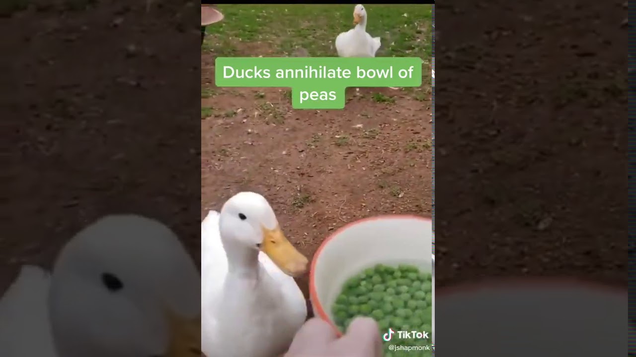 Ducks eat peas YouTube