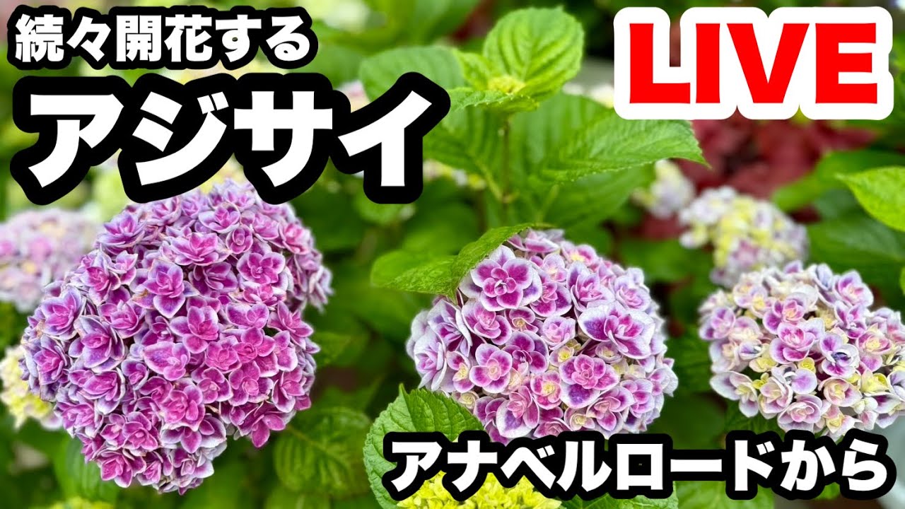 ◇アナベルロードからまったりと… - YouTube