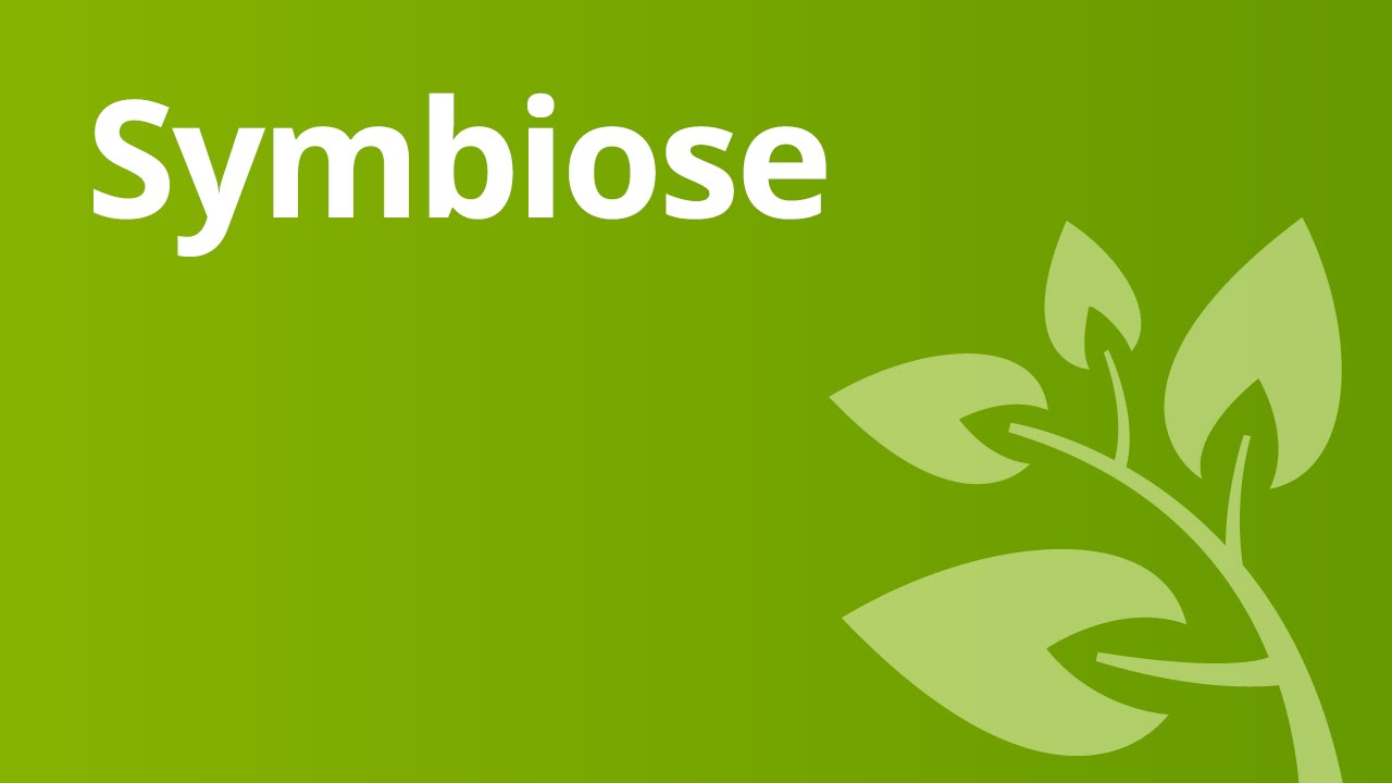 Symbiose - I Need Love-Amazone Symbiose - I Need Love-Amazone