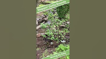 Thumbnail of Planting Peace in My Walden