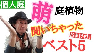 【突撃訪問！】ビッグな園芸店　店長が３０年キャリアオーナーが選ぶお気に入り植物ベスト５を聞いちゃいました！　　憧れのお庭のデザインの参考にしてください！