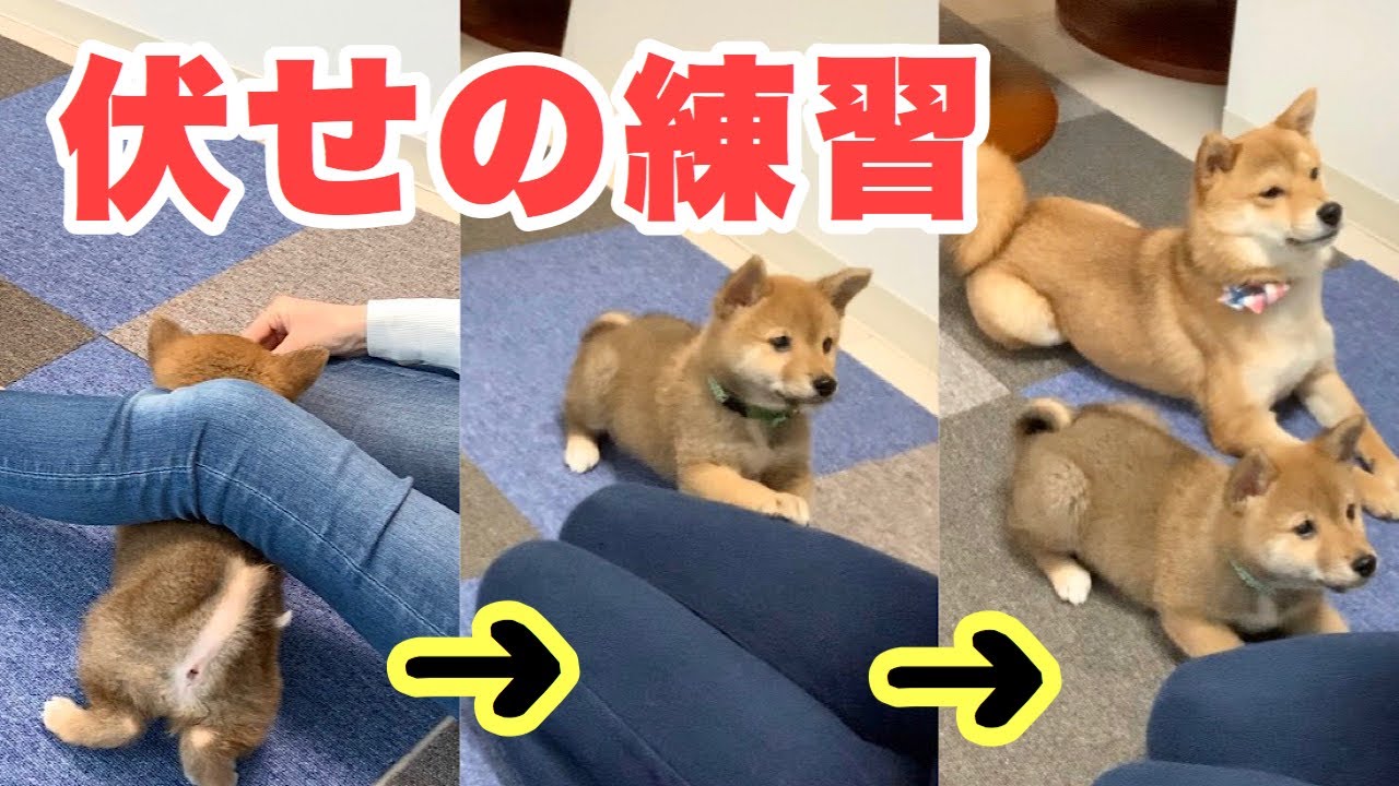伏せの練習 出来るようになったよ 豆柴子犬 Youtube