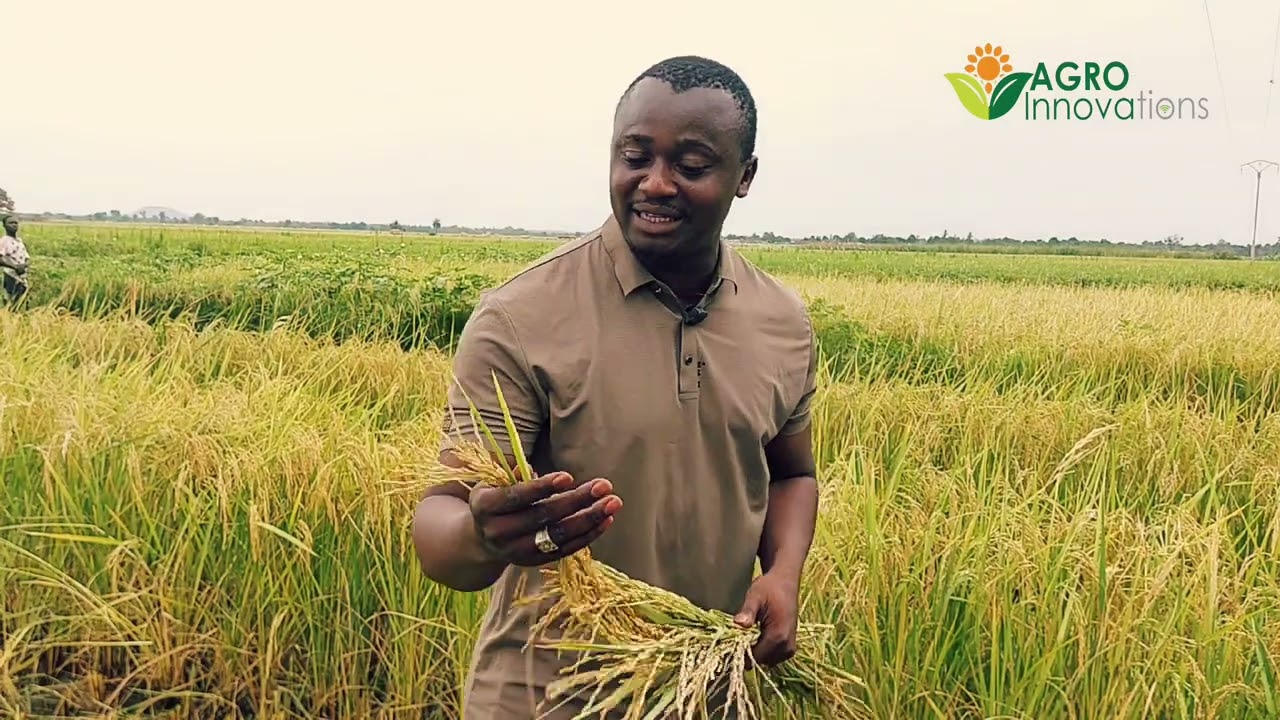 Le riz à perte de vue au Burkina Faso, Agro Innovations valorise le son, la balle de riz en engrais