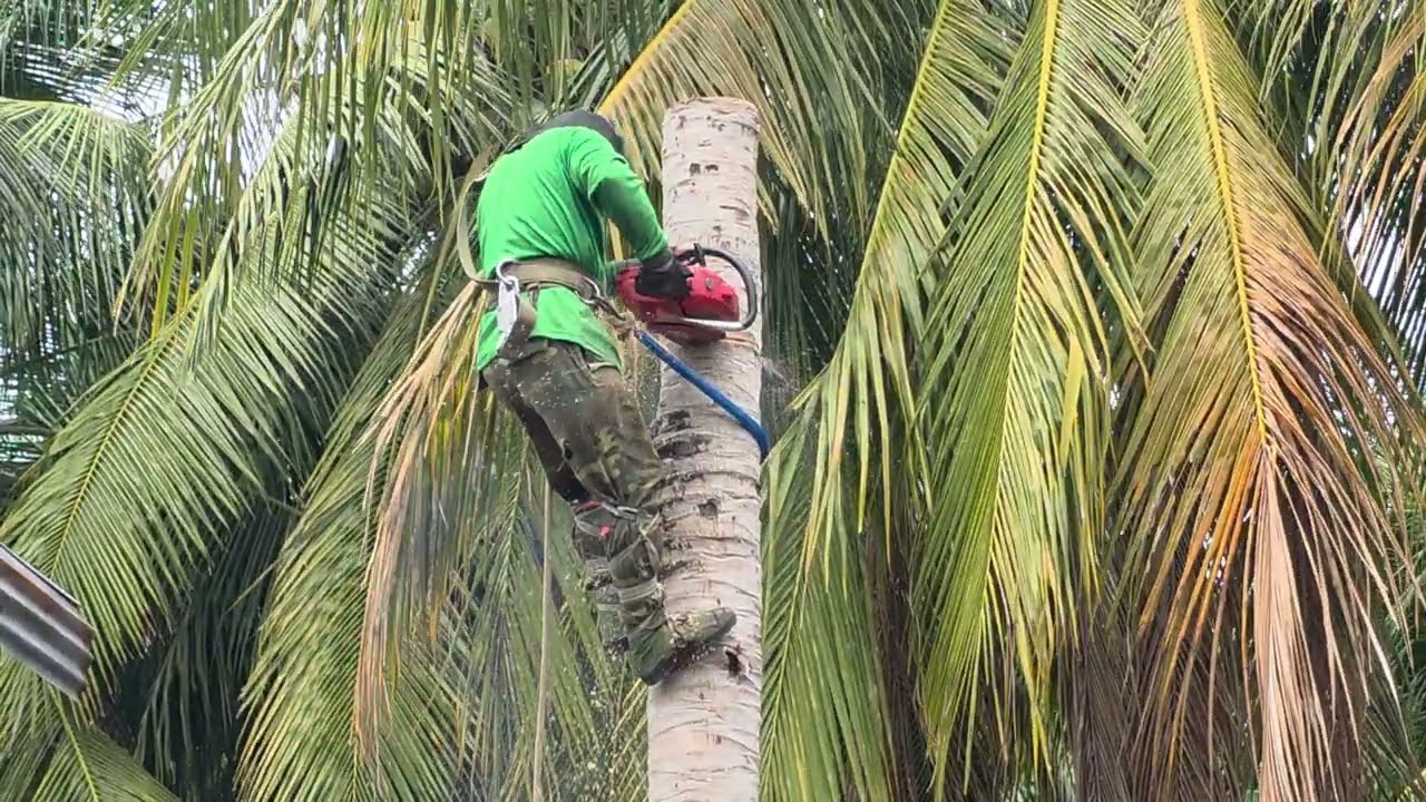 Cưa  hai  cây  dừa  khô nghiêng  vào  nhà  , Khó  cưa  hạ  