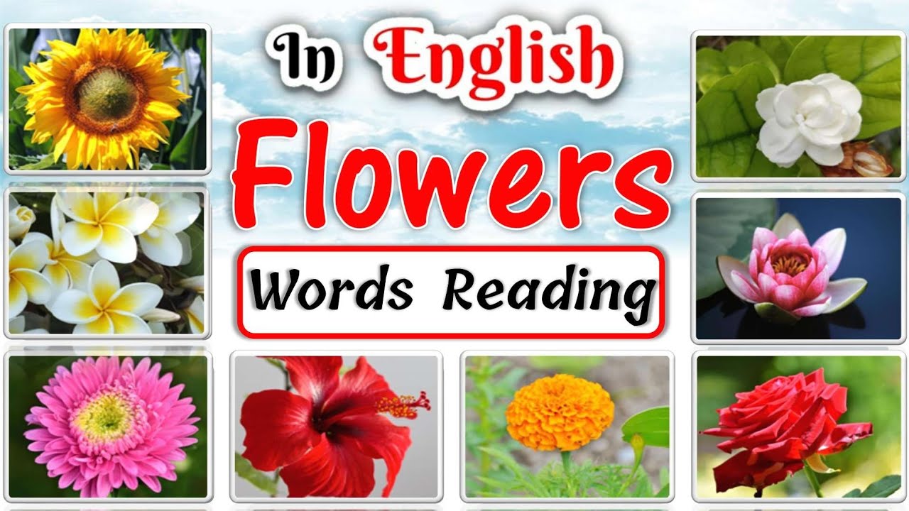 Flowers Name In English With Spelling Learn Flowers Name For Kids Flowers Pictures Youtube