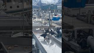 Feeding time for the bald eagles!