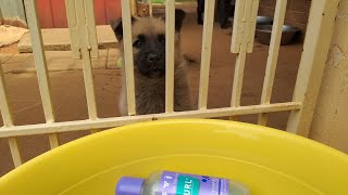 Puppy Oscar Gets His First Bath Just Chatting Games