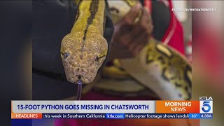 15-foot python goes missing in Chatsworth