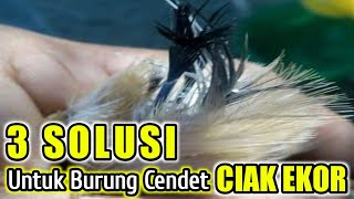 3 SOLUTIONS TO OVERCOME THE CYPPER'S TAIL