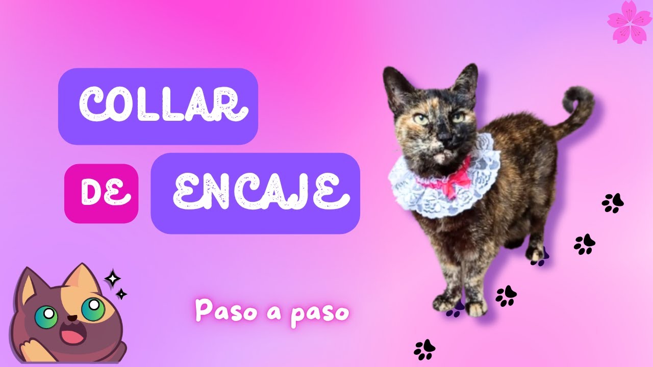 COLLAR EN ENCAJE PARA GATO // FACIL // PASO A PASO
