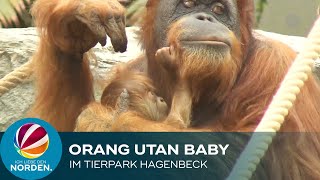 Hamburg: Orang-Utan Baby im Tierpark Hagenbeck geboren