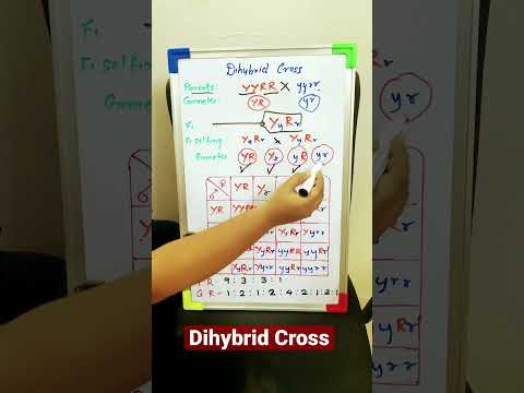 Dihybrid Cross -