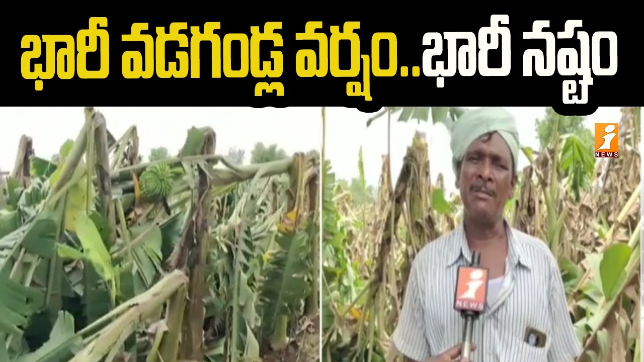 భారీ వడగండ్ల వర్షం..భారీ నష్టం | Huge Crop Damage in Kadapa District ...