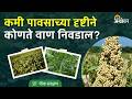 Crop Varieties: सोयाबीन, ज्वारी, बाजरी, मका, तूर, मूग, उडिद कोणते वाण निवडाल? | Agrowon
