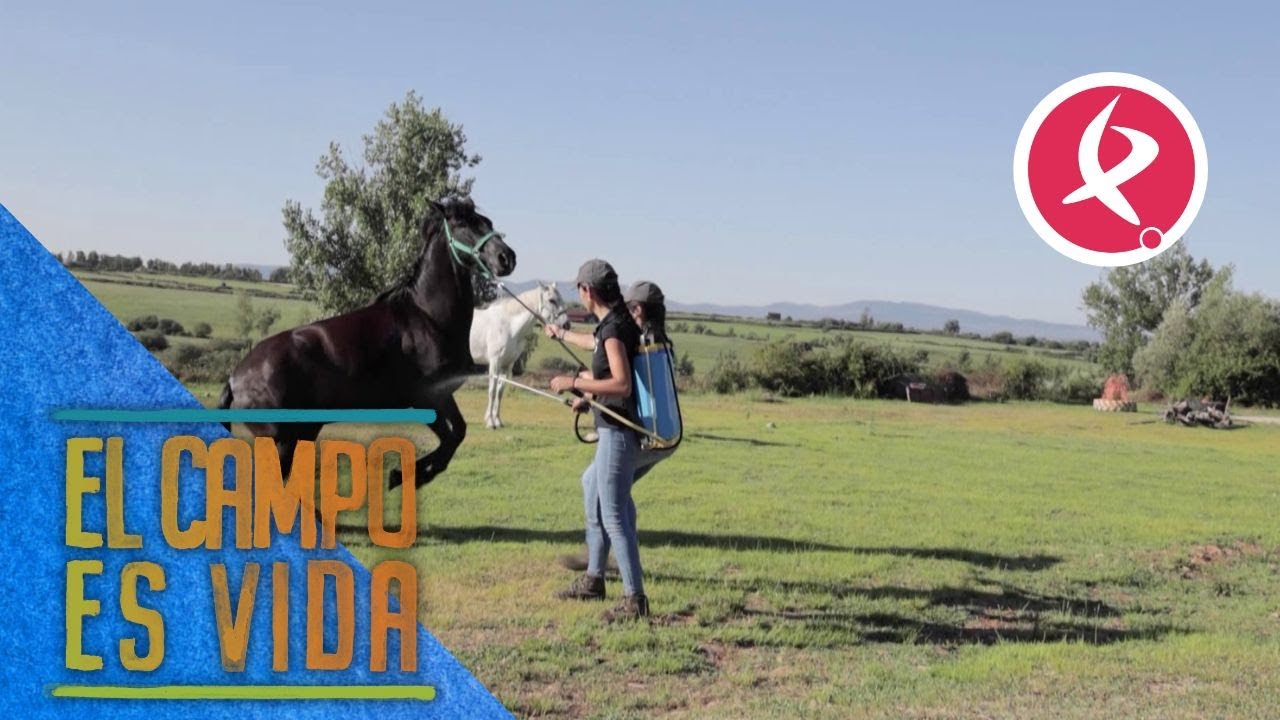 Isabel y Lidia intentan, sin éxito, desparasitar a sus yeguas | El campo es vida