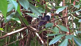 Weisskopf Bülbül / White-headed bulbul (Botanischer Garten, Basel) (I)