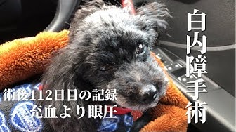 犬の白内障手術 Youtube