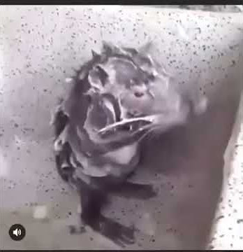 Tikus lucu sedang mandi