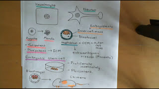 Embryonic and Induced Pluripotent Stem Cells Part 4