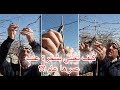 كيف تعتني بشجرة  عنب عمرها عام واحد ؟؟1st Pruning of the Young Vines