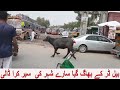 Bakra Eid Qurbani Video 2021 - Bail Bag Gya 2021