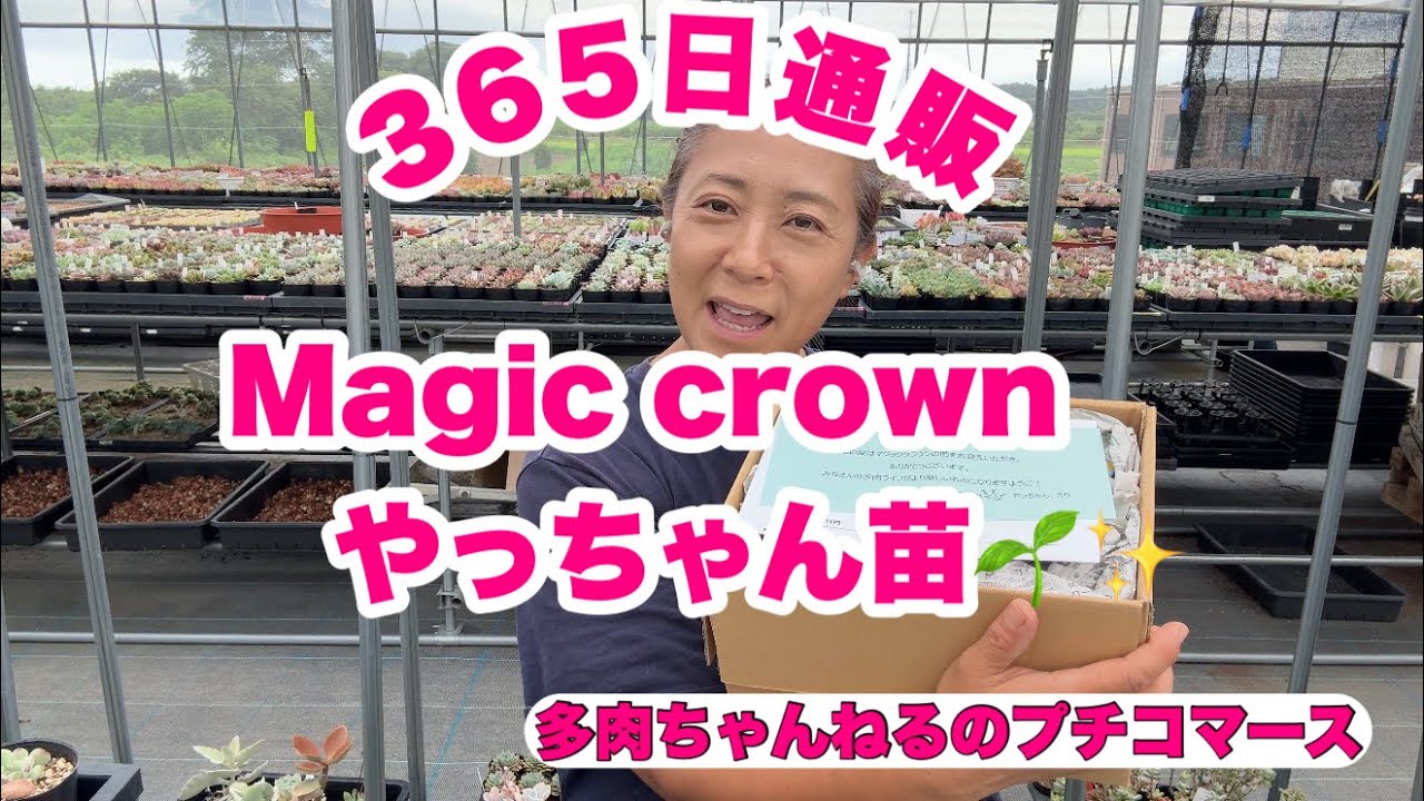 Succulents] 365-day mail order❣️Now, a producer that makes cute