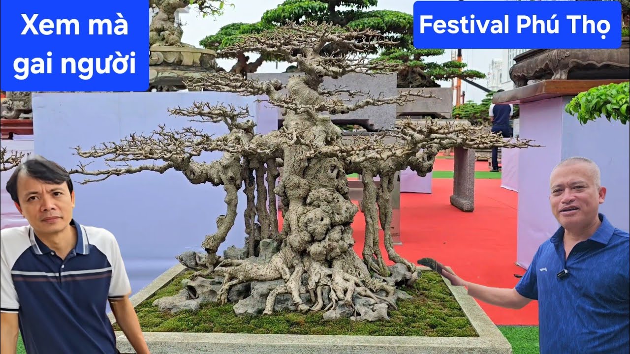 Xem mà gai người !.. Toàn cây siêu kinh điển tại festival Phú Thọ 